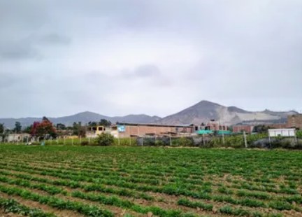 Campo de cultivo con los cerros de la costa al fondo